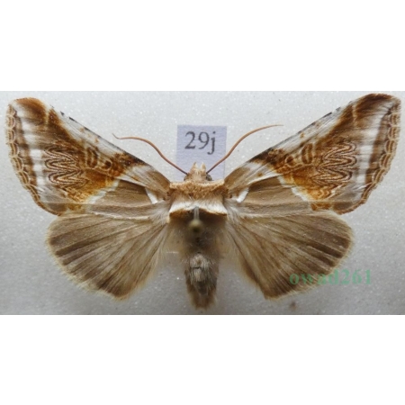 Habrosyne pyritoides (Hufnagel, 1766) Pluszówka agatka Pluszówka agatka Czech29j